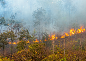 Queimadas na Amazônia afetam qualidade do ar do Brasil