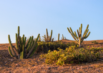 Mudanças climáticas podem afetar a vegetação da Caatinga