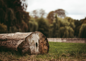Desmatamento da Amazônia