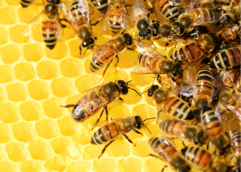 A origem das abelhas