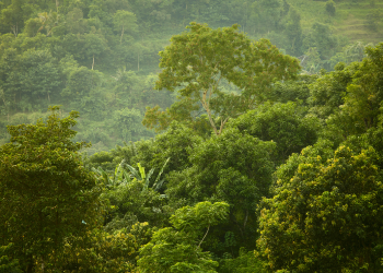 Amazônia já era habitada há mais de 1500 anos