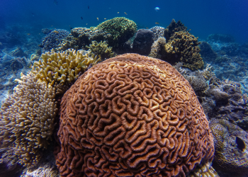 Plástico acumulado em recifes de corais preocupam pesquisadores