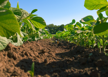 Mudanças climáticas reduzem o valor nutricional dos alimentos