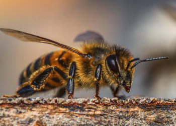 Propólis pode ajudar no combate da cárie?