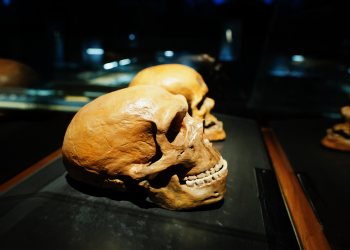 População humana quase teria sido extinta no passado