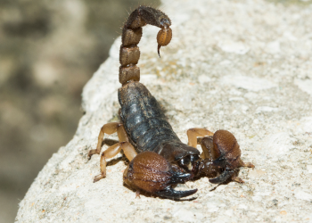 Alerta: escorpiões!