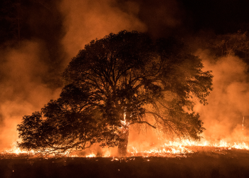 Queimadas no continente africano impactam Amazônia