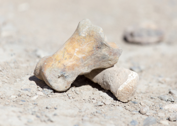 Colar de ossos de preguiça-gigante é encontrado no Brasil